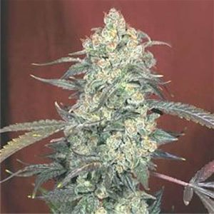AK 47 Serious Seeds féminisées