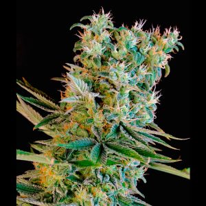 Amnesia Bilbo feminized Genehtik