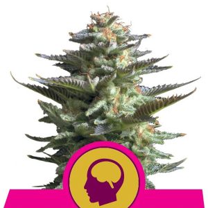 Amnesia Haze Royal Queen