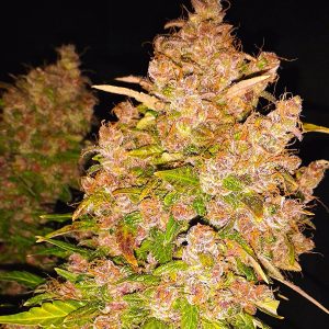 Auto Blackberry Kush feminizada Dutch Passion