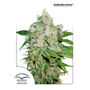 Auto Brooklyn Sunrise feminizada Dutch Passion
