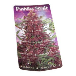 Auto Buddha Purple Kush feminized Buddha Seeds