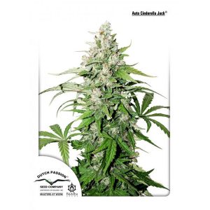 Auto Cinderella Jack feminisiert Dutch Passion
