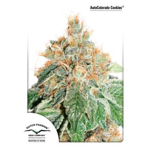Auto Colorado Cookies feminisiert Dutch Passion