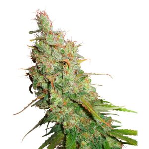 Auto Desfran feminized Dutch Passion