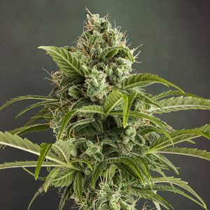 Auto Euphoria feminisiert Dutch Passion