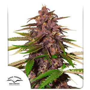 Auto Forbidden Cherry feminisiert Dutch Passion