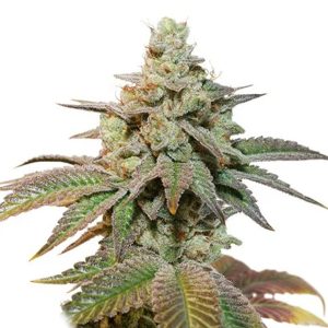 Auto Kerosene Krash feminized Dutch Passion