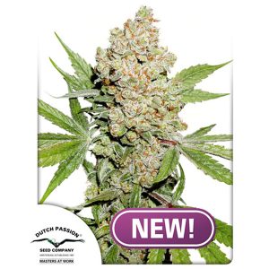 Auto Lemon Kix feminisiert Dutch Passion
