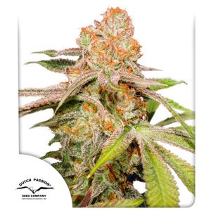 Auto Mac #1 feminisiert Dutch Passion
