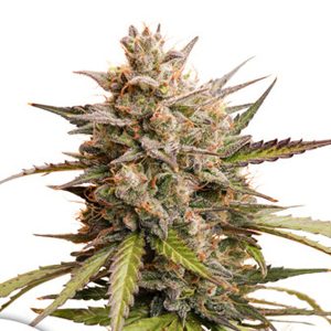 Auto Melonade Runtz feminized Dutch Passion
