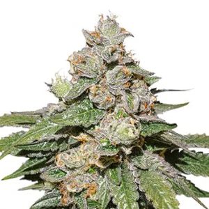 Auto Mokum&#39;s Tulip feminized Dutch Passion