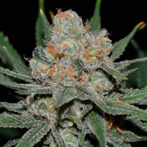 Auto Nevil Bilbo feminized Genehtik