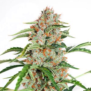 Auto Orange Bud feminisiert Dutch Passion