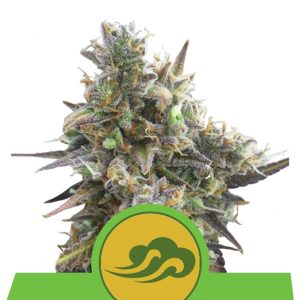 Auto Royal Bluematic feminizada Royal Queen