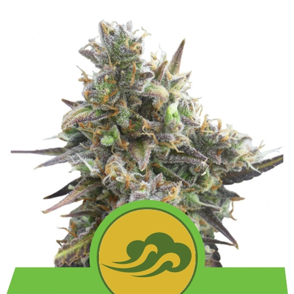 Auto-Royal-Bluematic-10-u-fem-Royal-Queen.jpg Auto-Royal-Bluematic-10-u-fem-Royal-Queen.jpg