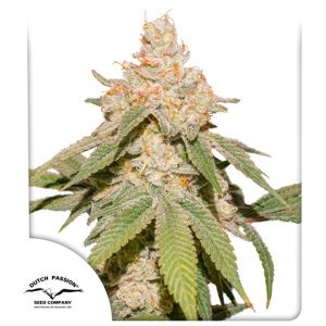 Auto SFV OG feminisiert Dutch Passion
