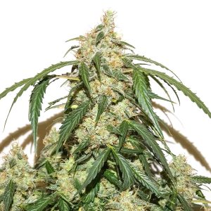 Auto Skywalker Haze feminisiert Dutch Passion