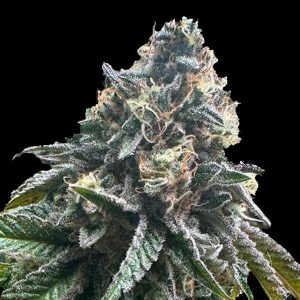 Auto StrawBilbo Feminized Banana Genehtik