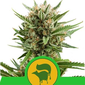 Auto Sweet Skunk feminizada Royal Queen