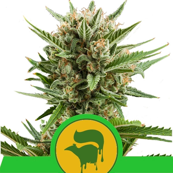Auto-Sweet-Skunk-10-u-fem-Royal-Queen.jpg Auto-Sweet-Skunk-10-u-fem-Royal-Queen.jpg