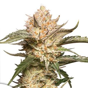 Auto Trichome and Cream feminisiert Dutch Passion