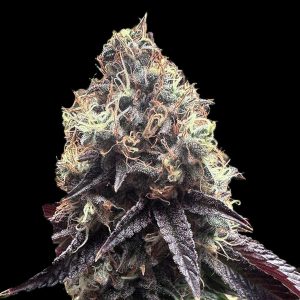 Bilbo Pound Cake feminized Genehtik