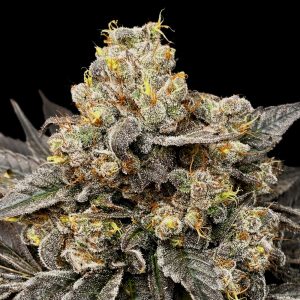 Biscotti Zkittlez feminisierte 00 Seeds
