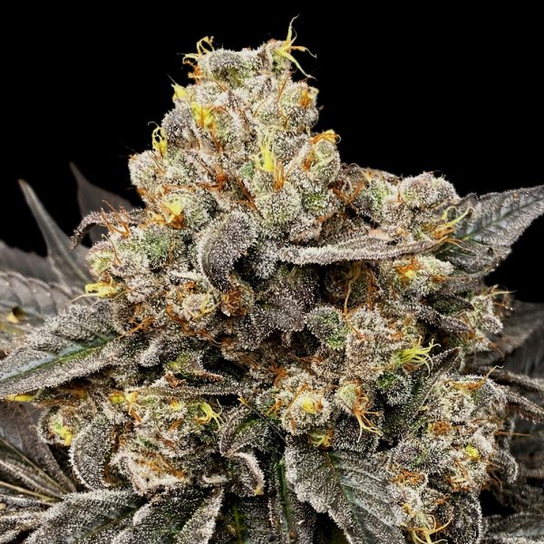 Biscotti-Zkittlez-100-U-FEM-00-seeds.jpg