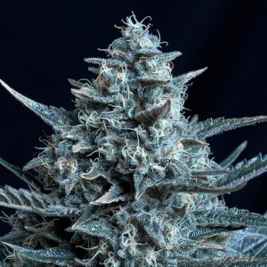 Blubonik feminized Genehtik