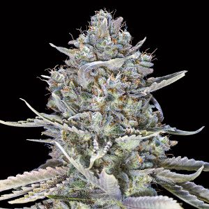 Blauer Traum schnell feminisierte 00 Seeds