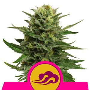 Blue Mystic feminizada Royal Queen