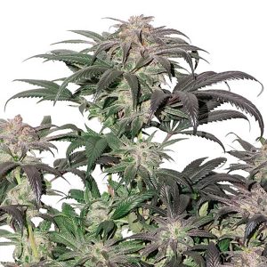 Bubba Island Kush feminisiert Dutch Passion