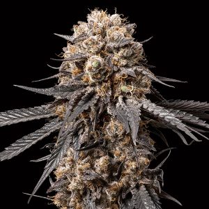 Bubba´s Gift feminisierte 00 Seeds