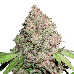 CBD Charlotte&#39;s Angel feminisiert Dutch Passion