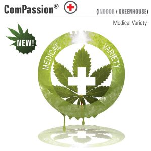 CBD -Mitgefühl. Dutch Passion