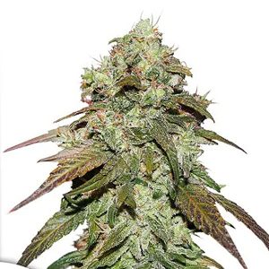 CBD Mazar. Dutch Passion