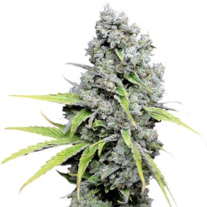 CBD SkunkHaze. Dutch Passion