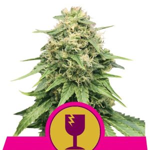 Feminized Critical Royal Queen