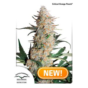 Critical Orange Punch feminized Dutch Passion