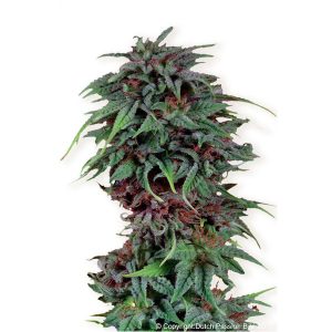 Durban Poison feminized Dutch Passion