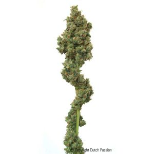  Dutch Passion Feminisierte Euphoria