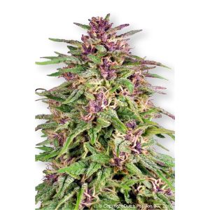 Frisian Dew feminized Dutch Passion