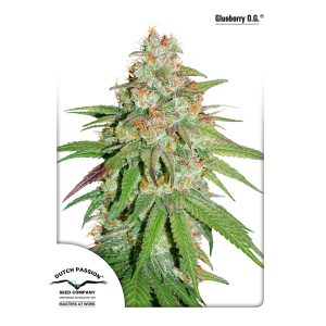 Glueberry OG feminisiert Dutch Passion