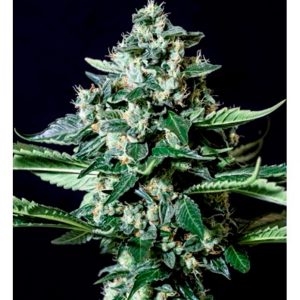 Gorilla Bilbo feminized Genehtik