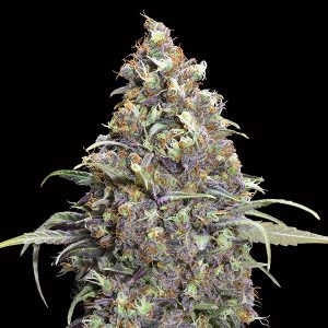 Grand Daddy Purple feminisierte 00 Seeds