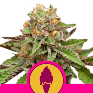 Grüne Gelato feminisierte Royal Queen
