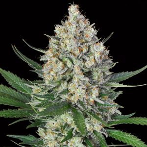 Zitronen -og feminisierte 00 Seeds