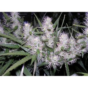  Dutch Passion Feminisierte Masterkush