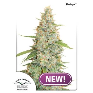 Meringue feminizada Dutch Passion